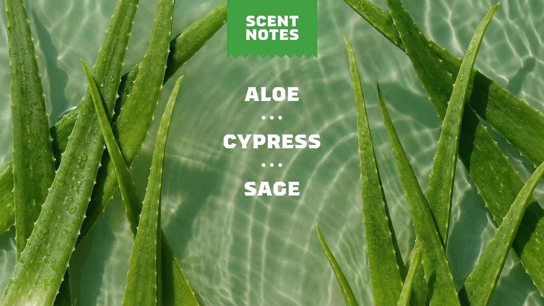 Cool Fresh Aloe Lotion U3